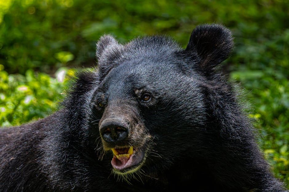 Alberta Bear Euthanized After Repeated Visits to Summer Village