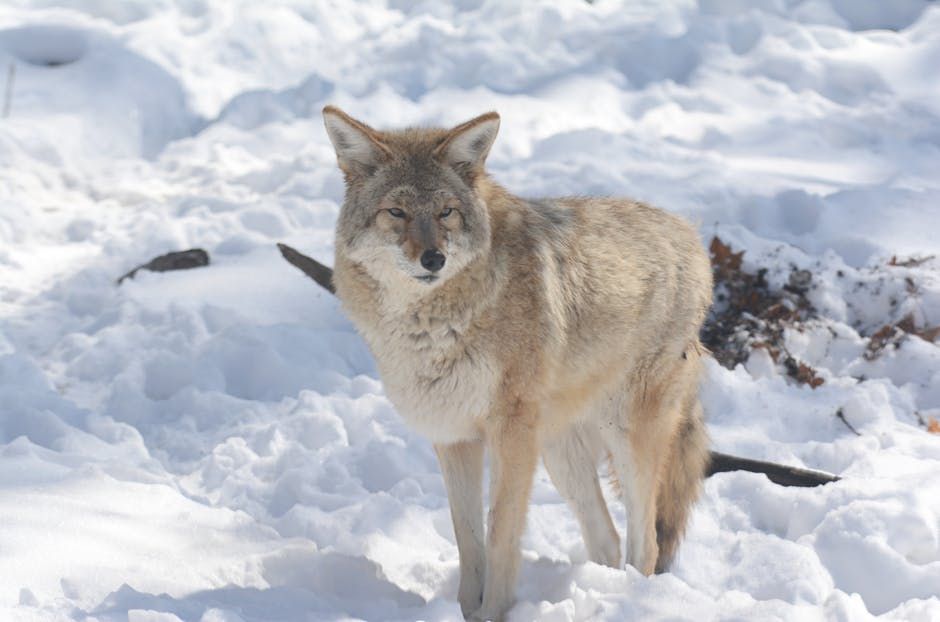Why Did a Coyote Swim to Alcatraz? One Wild Theory Involves Love