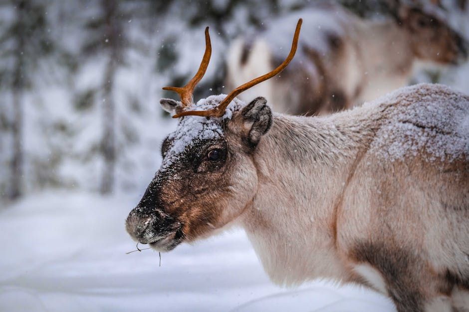 B.C. Biologist Disciplined for 'Hunting' Caribou While Collecting DNA Samples