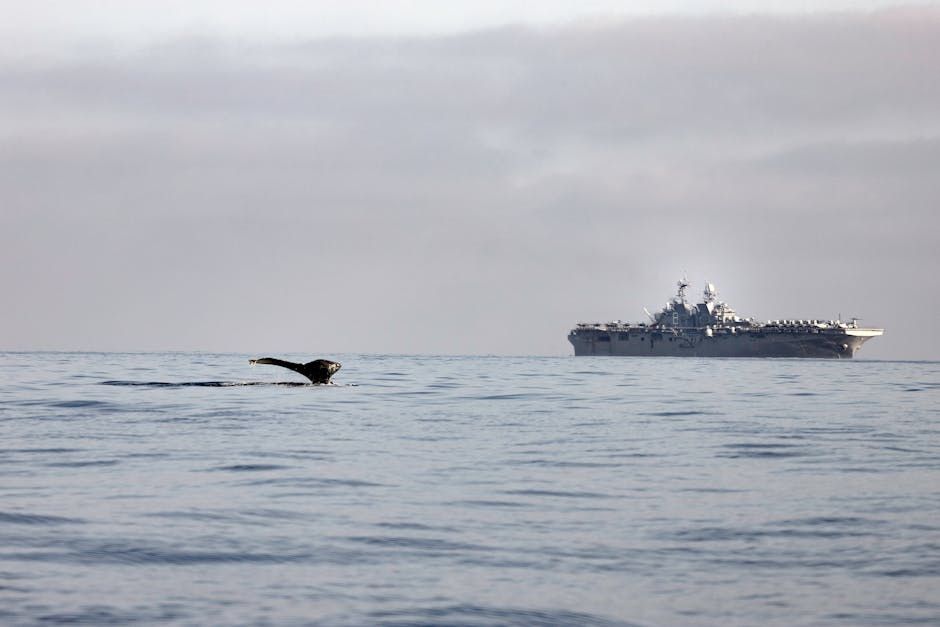 B.C. Whale Strike Sparks Boater Safety Warnings Across Canada