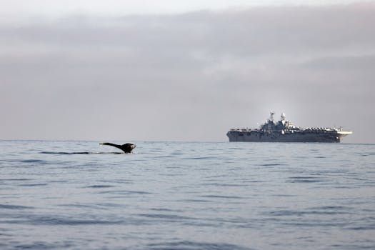 B.C. Whale Strike Sparks Boater Safety Warnings Across Canada