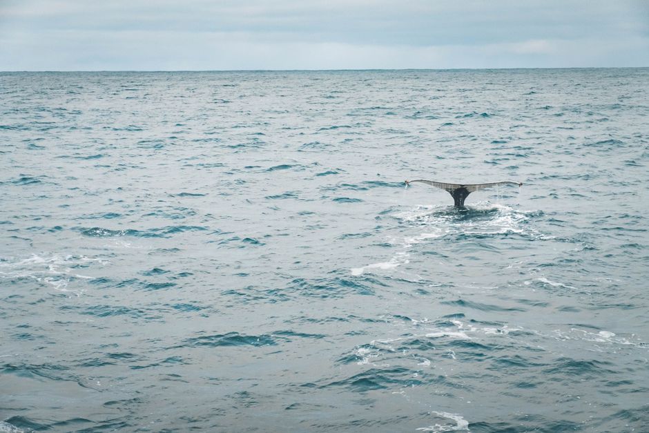 What Old Whaling Logs Reveal About Bowhead Whales' Survival