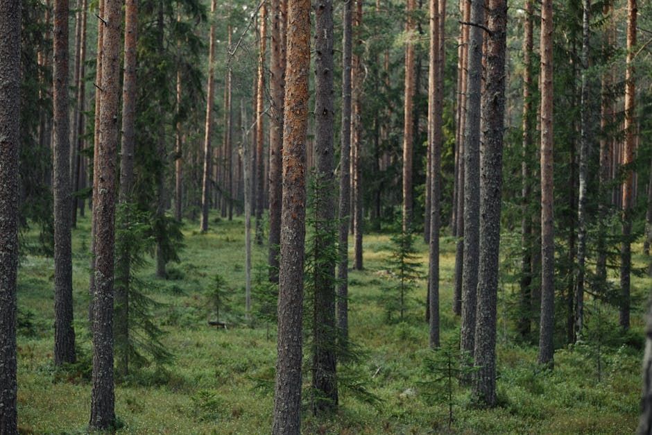 Man Dies After Bear Encounter in Northern Saskatchewan