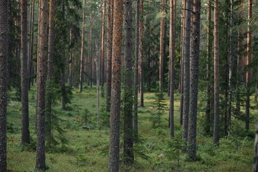 Man Dies After Bear Encounter in Northern Saskatchewan