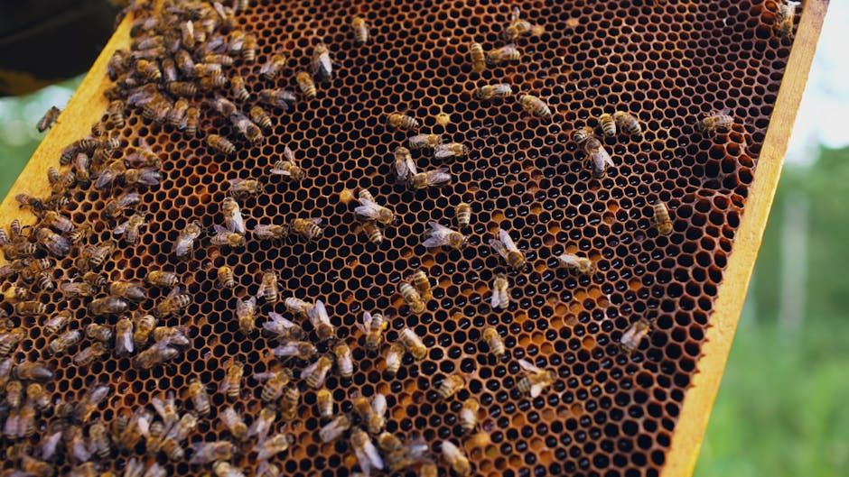 Ontario Researcher Using Honey Bees to Monitor Mine Cleanup