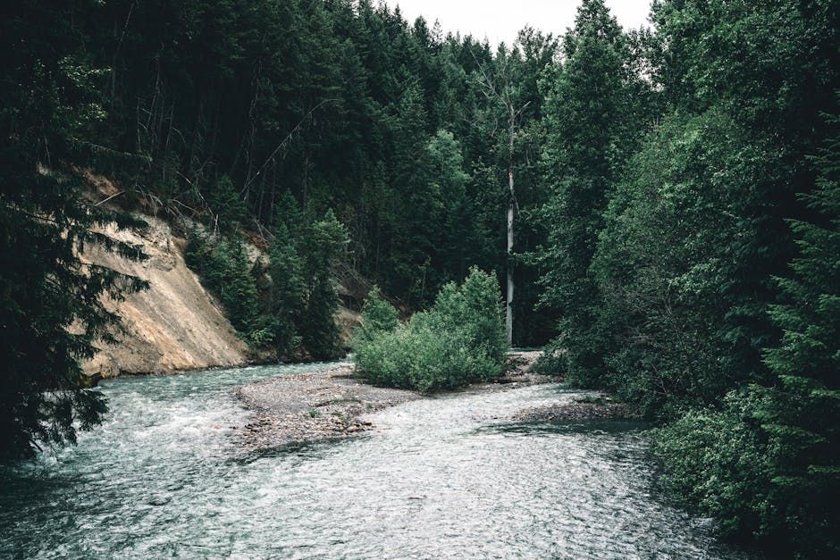 Invasive Mosquitoes Carrying Dangerous Virus Found in B.C.'s Sea-to-Sky