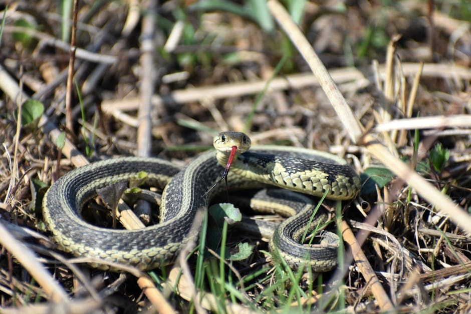 Thousands of Garter Snakes Emerge Late from Manitoba's Narcisse Dens