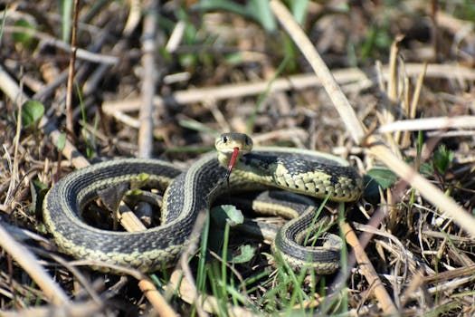 Thousands of Garter Snakes Emerge Late from Manitoba's Narcisse Dens