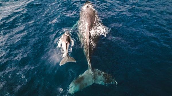 23 Right Whale Calves Born This Season — The Best Count in 15 Years