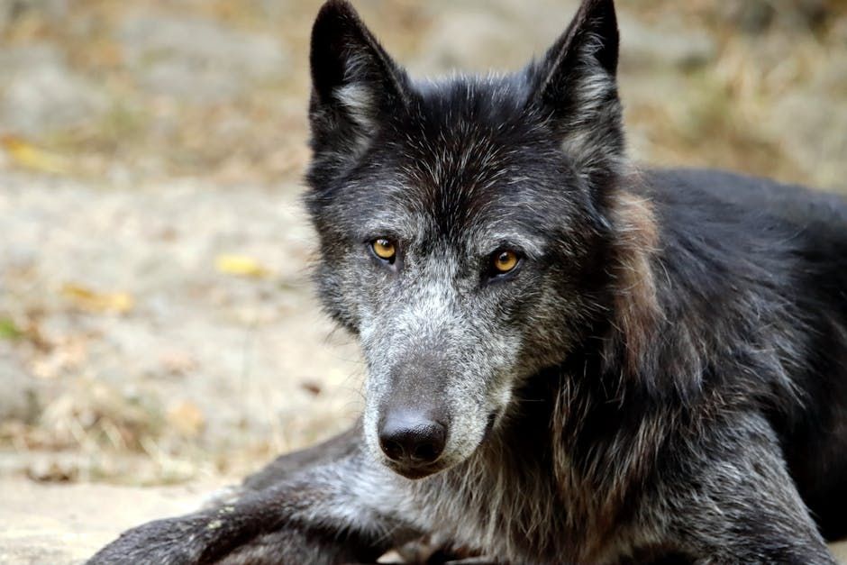 Ontario Family Fights to Keep Wolf-Dog Onyx After MNR Seizure Threat