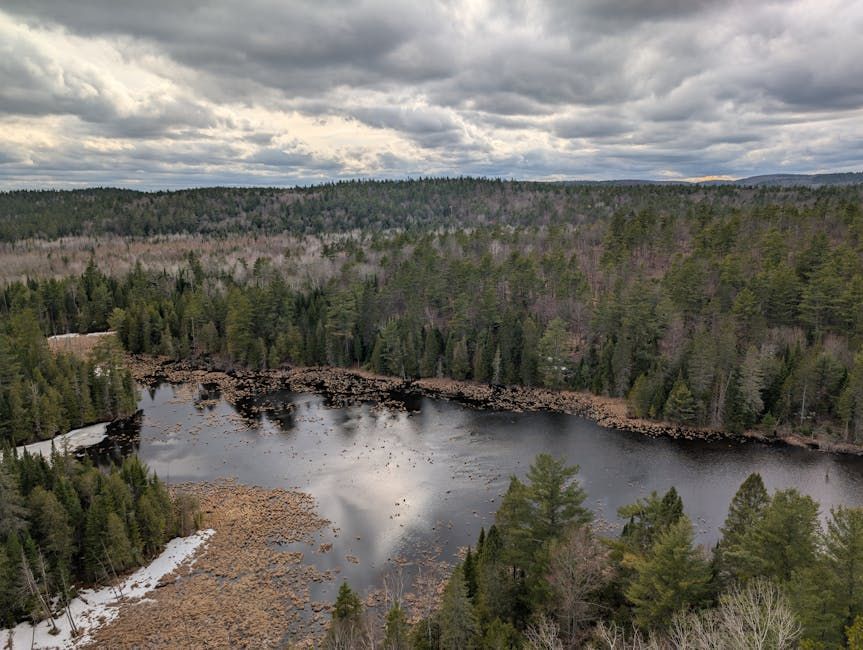 What About Endangered Turtles? Ontario Fast-Tracks Transmission Line Amid Environmental Concerns