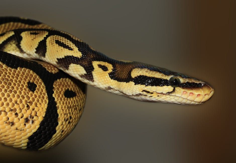 Python Found at Windsor Sewage Plant — Was It Flushed Down the Toilet?