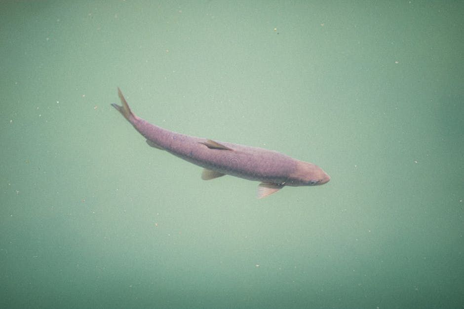 Canadian Researchers Are Dosing Salmon With Cocaine — For Science