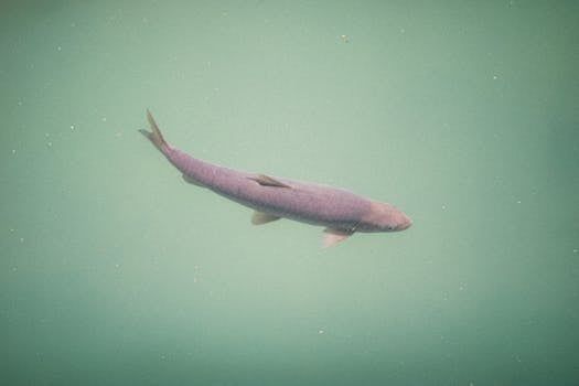 Canadian Researchers Are Dosing Salmon With Cocaine — For Science