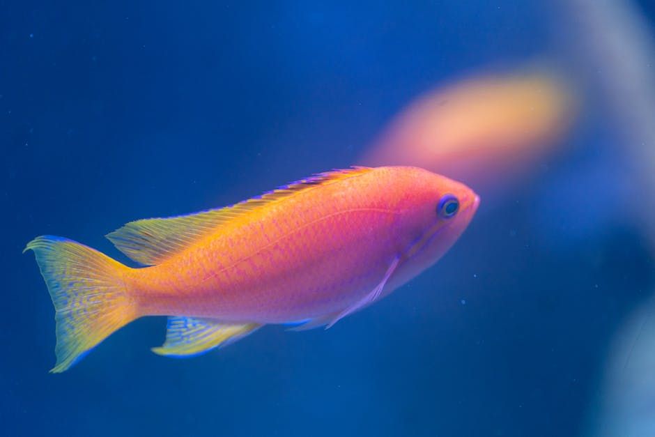 Meet Snuffleupagus, the Adorable New Fish Named After Sesame Street
