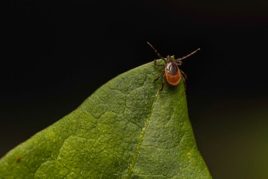 Tick Invasion Warning: New U.S. Species Creeping Into Canada