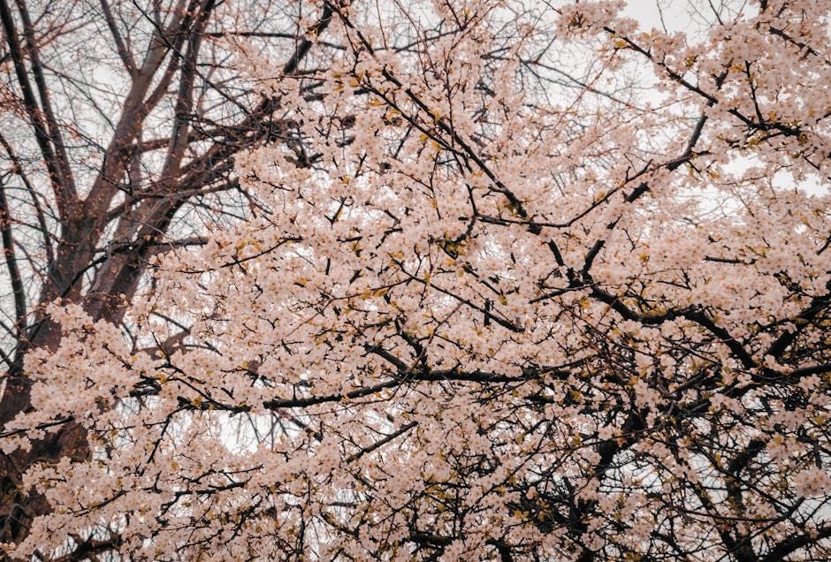 Toronto's Cherry Blossoms Are Budding: When to Expect Peak Bloom