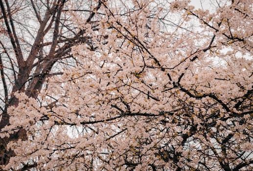 Toronto's Cherry Blossoms Are Budding: When to Expect Peak Bloom