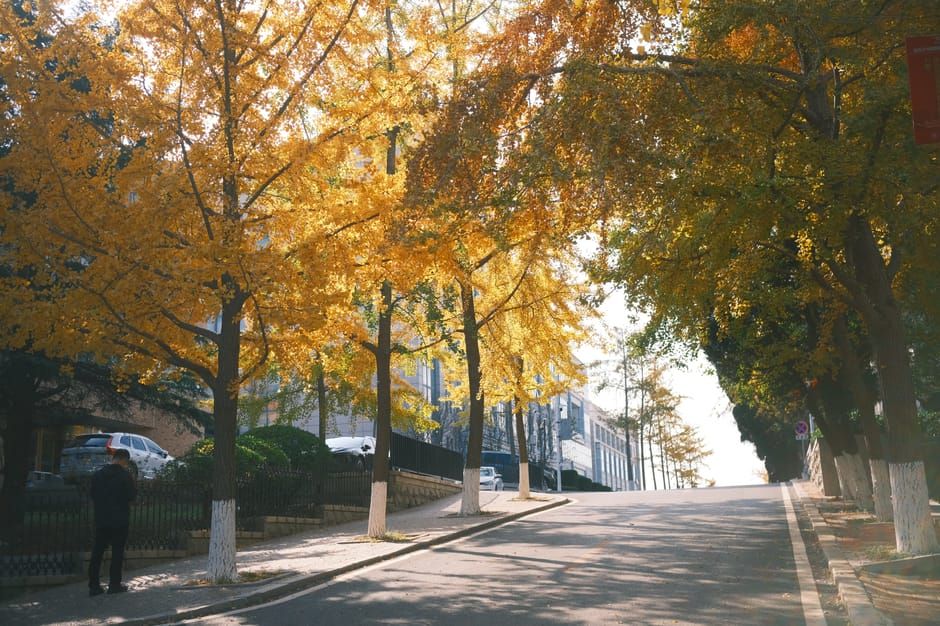 Toronto's Stinky Ginkgo Trees Are Dividing Neighbourhoods
