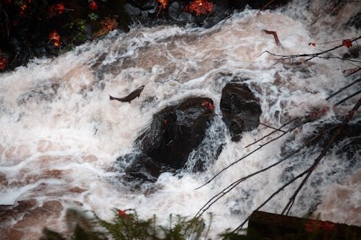 Vancouver Island's Low Snowpack Threatens Salmon Populations