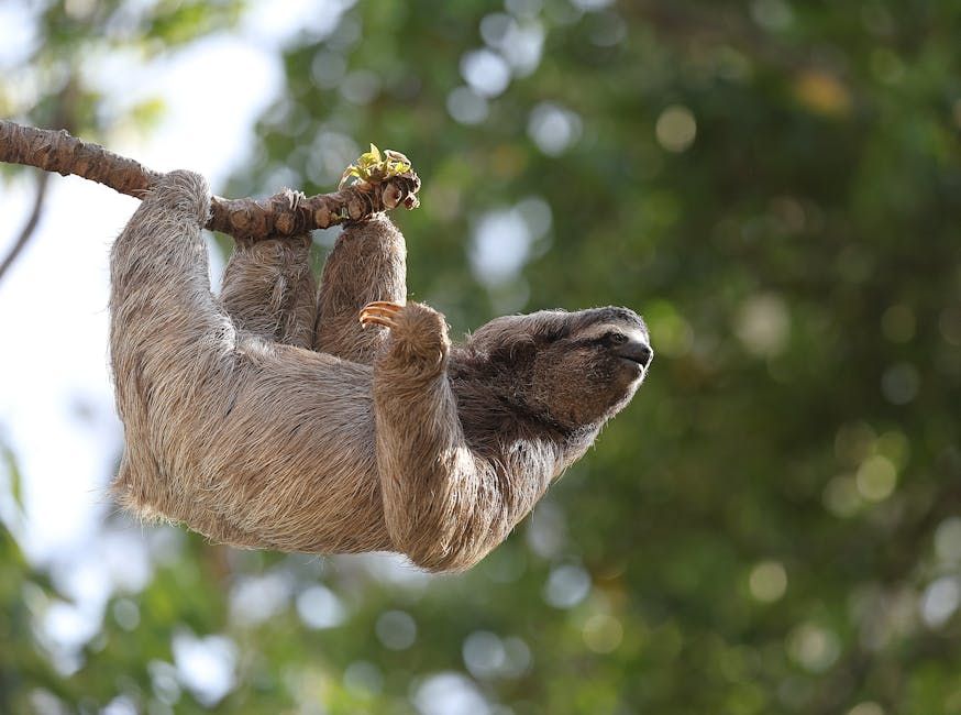 31 Sloths Dead Before Florida Attraction Even Opened Its Doors