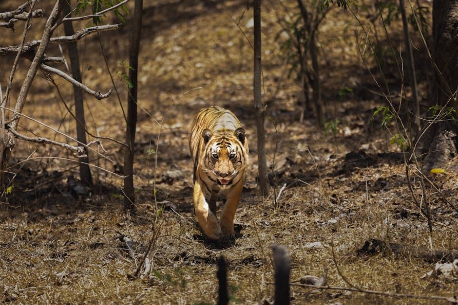Escaped Tiger Shot by German Police After Attacking Man