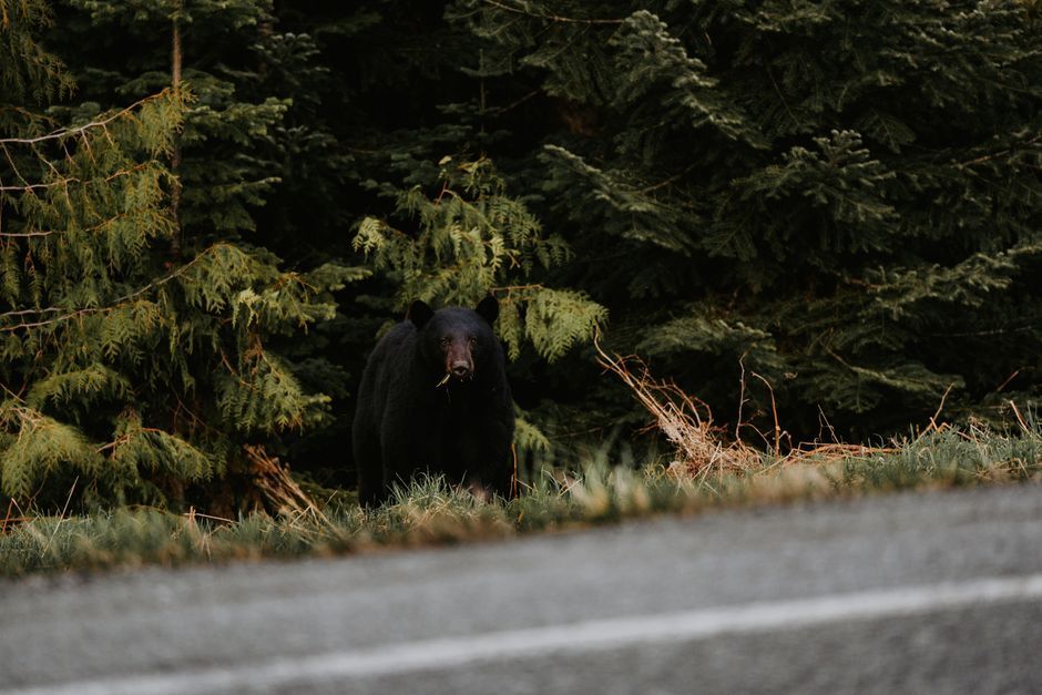 Black Bear Spotted Wandering Through Ottawa's Richmond Neighbourhood