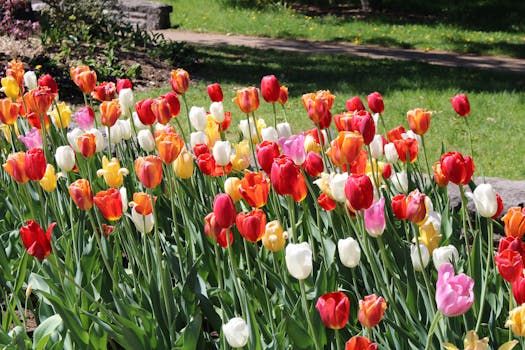 What to Expect at the 2026 Canadian Tulip Festival in Ottawa