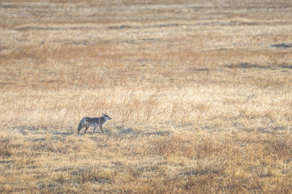 Doug Ford Howls at Coyotes — What Ottawa Residents Should Know