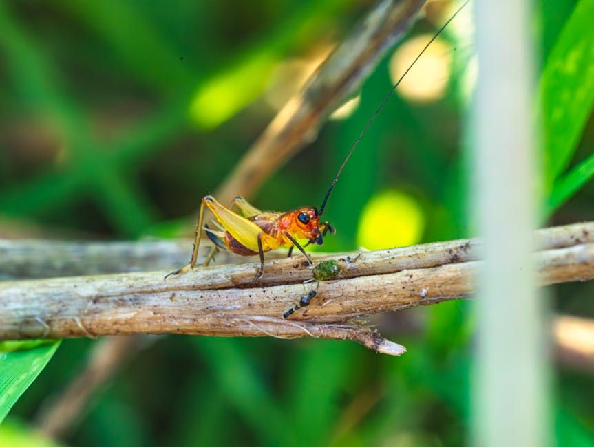 Ottawa's World's Largest Cricket Farm Dream Crashed Into the 'Yuck Factor'