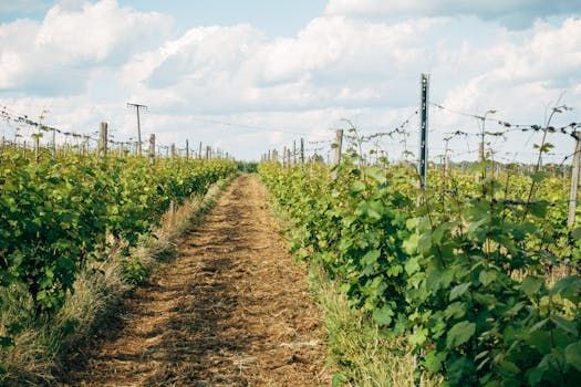 Ottawa Day Trip: The Charming Wine Town Halfway to Toronto