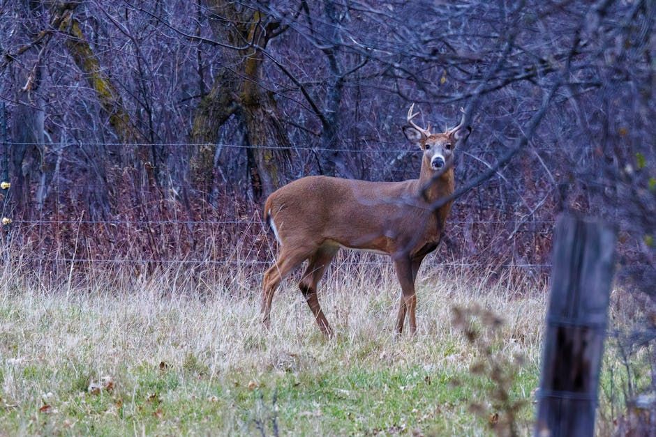 Deer Crashes Through Bedroom Window in Ontario — Could It Happen in Ottawa?