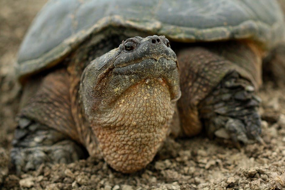 Florida Snapping Turtle Abandoned at Ontario Zoo — A Warning for Ottawa Pet Owners