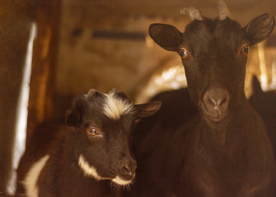 Baby Goats, Lambs and Quail Chicks Are Stealing Hearts at Ottawa's Experimental Farm