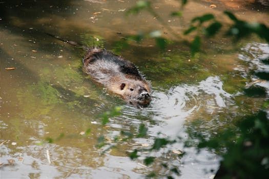 Greely Residents Outraged After Beaver Killed with Lethal Trap