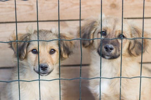 Canada's Rescue Dog Import Ban Stays — What Ottawa Animal Advocates Are Saying