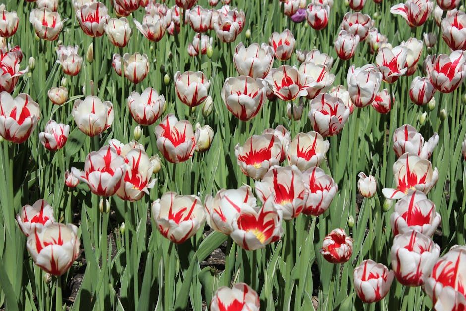 Ottawa in May: The Best Things to Do This Month