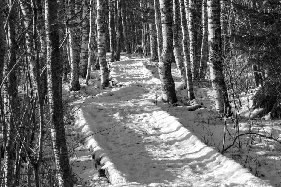 Ottawa Researchers Find Woodchips Cut Tick Populations on Trails