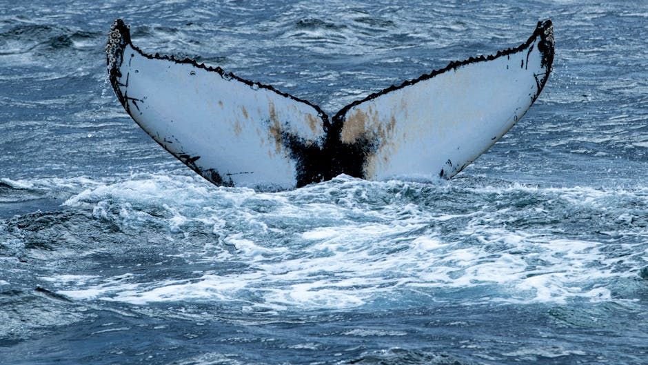 Whale Found Dead Near Danish Island After Failed German Rescue Operation